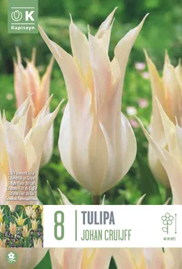 LIILIAÕIELINE TULP KAPITEYN JOHAN CRUIJFF 8TK