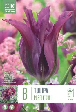 TULP KAPITEYN VIRIDIFLORA PURPLE DOLL 8TK