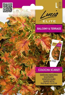 KIRINÕGES SEKLOS BLUMEI COLOCHA SCARLET, PAKIS 25 SEEMET