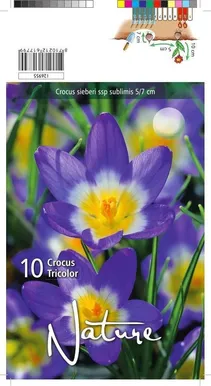 LILLESIBUL KROOKUS SIBERI TR. 10TK PAKIS