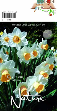 LILLESIBUL NARTSISS SALOME 5TK PAKIS