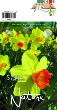 LILLESIBUL NARTSISS RED DEVON 5TK PAKIS