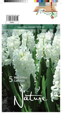 LILLESIBUL HÜTASINT CARNEGIE 5TK PAKIS