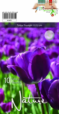 LILLESIBUL TULP TRIUMPH NEGRITA 10TK PAKIS