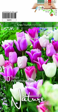 LILLESIBUL TULP TRIUMPH PINK MIX 10TK PAKIS