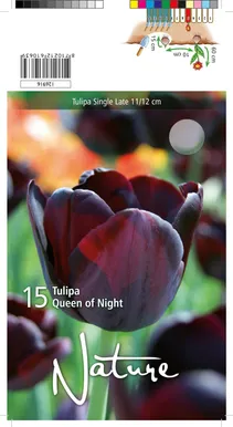 LILLESIBUL TULP SINGLE LATE QUEEN OF NIGHT 10TK PAKIS