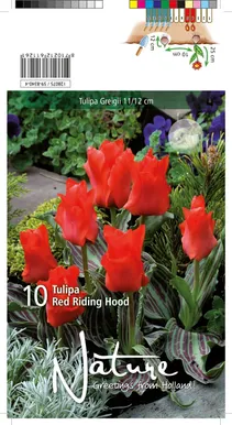 LILLESIBUL TULP GREIGII RED RIDING HOOD 10TK PAKIS