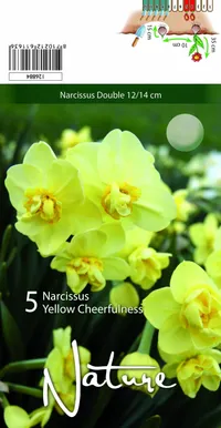 LILLESIBUL NARTSISS YELLOW CHEERFULNESS 5TK PAKIS