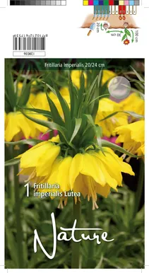 LILLESIBUL PÜVILILL LUTEA 1TK PAKIS
