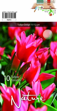 LILLESIBUL TULP GREIGII TORONTO 10TK PAKIS