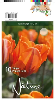 LILLESIBUL TULP TRT PRINSES IRENE 10TK PAKIS