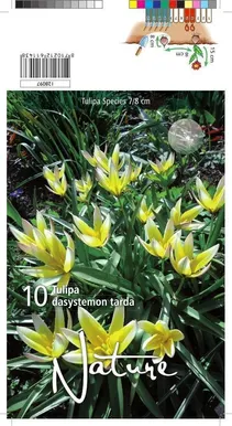LILLESIBUL TULP BOTANICAL TARDA DASYSTEM 10TK PAKIS