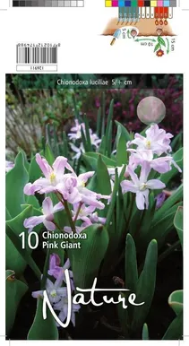 LILLESIBUL KIRGASLILL PINK GIANT 10TK PAKIS