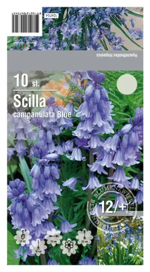 LILLESIBUL SINILIILIA CAMPANULATA BLUE 10TK PAKIS