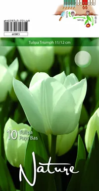 LILLESIBUL TULP TRIUMPH PAYS BAS 10TK PAKIS