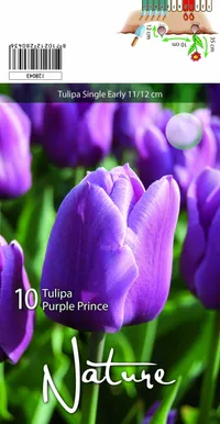 LILLESIBUL TULP SINGLE EARLY PURPLE PRINCE 10TK PAKIS