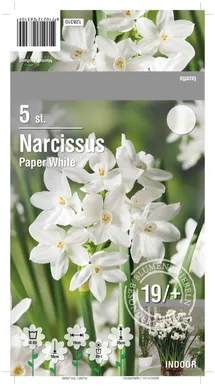 LILLESIBUL NARTSISS PAPER WHITE 5TK PAKIS