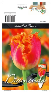 LILLESIBUL TULP CRISPA REAL TIME 10TK PAKIS