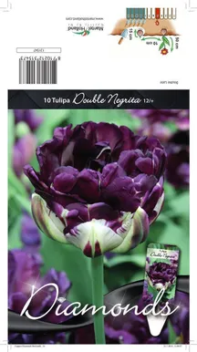 LILLESIBUL TULP DLT DOUBLE NEGRITA 10TK PAKIS