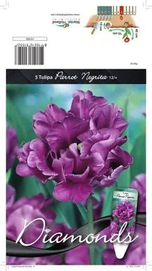 LILLESIBUL TULP PKT NEGRITA'S PARROT 5TK PAKIS