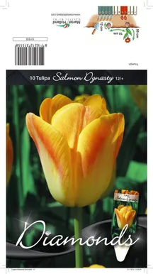 LILLESIBUL TULP TRT SALMON DYNASTY 10TK PAKIS