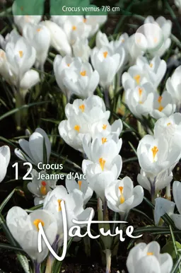 LILLESIBUL KROOKUS BIGFL. JEANNE D'ARC 12TK PAKIS