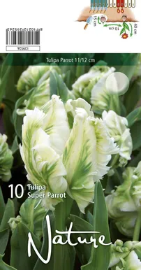 LILLESIBUL TULP PARROT SUPER PARROT 10TK PAKIS