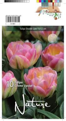 LILLESIBUL TULP DBL. LATE CREME UPSTAR 10TK PAKIS