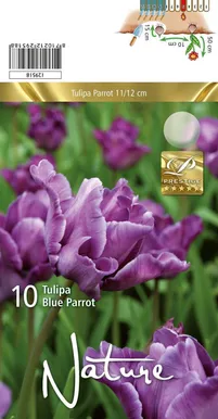 LILLESIBUL TULP PARROT BLUE PARROT 10TK PAKIS