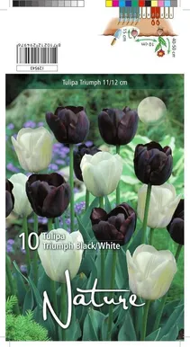 LILLESIBUL TULP TRT BLACK & WHITE MIX 10TK PAKIS