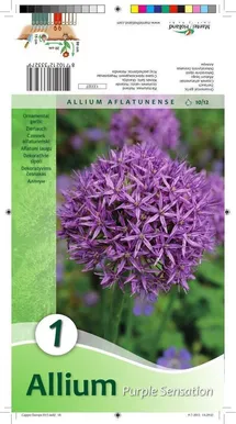 LILLESIBUL LAUK PURPLE SENSATION