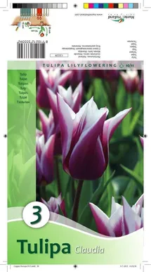 LILLESIBUL TULP CLAUDIA 3TK PAKIS