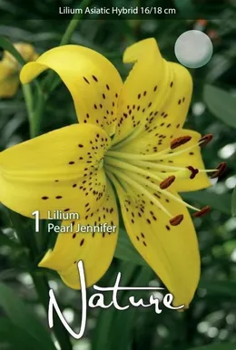 LILLESIBUL LIILIA AASIA HÜBRIID PEARL JENNIFER