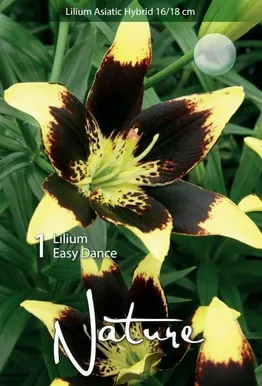 LILLESIBUL LIILIA AASIA HÜBRIID EASY DANCE
