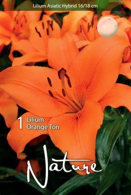 LILLESIBUL LIILIA AASIA HÜBRIID ORANGE TON