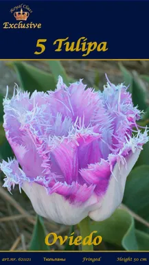 LILLESIBUL TULP OVIEDO 5TK PAKIS