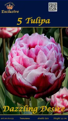 LILLESIBUL TULP DAZZLING DESIRE 5TK PAKIS
