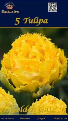 LILLESIBUL TULP GOLDEN GATE 3TK PAKIS