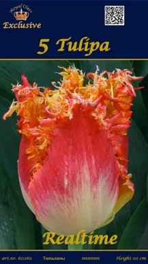 LILLESIBUL TULP REALTIME 5TK PAKIS
