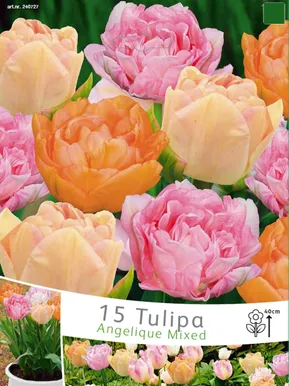 LILLESIBUL TULIP ANGELIQUE SEGU 15TK PAKIS
