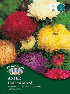 LILLESEEMNED MR FOTHERGILL’S AEDASTER DUCHESS SEGU