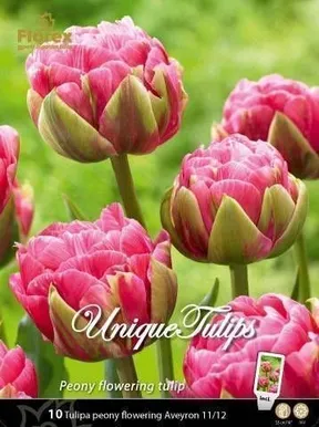 LILLESIBUL TULP AVEYRON 10TK PAKIS