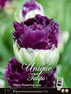 LILLESIBUL TULP WOW 5TK PAKIS