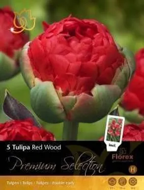 LILLESIBUL TULP FLOREX CARDIFF 12/+ 5TK PAKIS