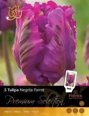 LILLESIBUL TULP NEGRITTA PARROT - NEW 8TK PAKIS