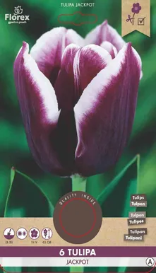 LILLESIBUL TRIUMFTULP FLOREX JACKPOT 6TK PAKIS