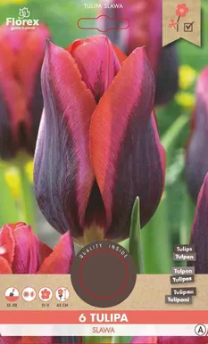LILLESIBUL TRIUMFTULP FLOREX SLAWA 6TK PAKIS