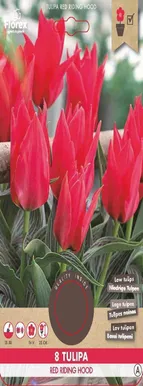 LILLESIBUL GREIGI TULP FLOREX RED RIDING HOOD 8TK PAKIS
