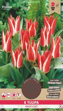 LILLESIBUL GREIGI TULP FLOREX PINOCCHIO 8TK PAKIS