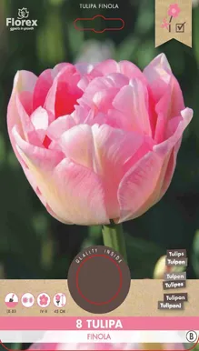 LILLESIBUL TOPELTÕIELINE HILINE TULP FLOREX FINOLA 8TK PAKIS
